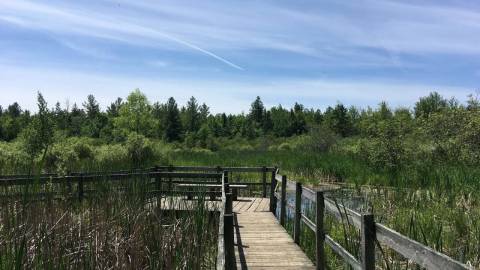 Hiking - Beaver Trail in the Ottawa Greenbelt